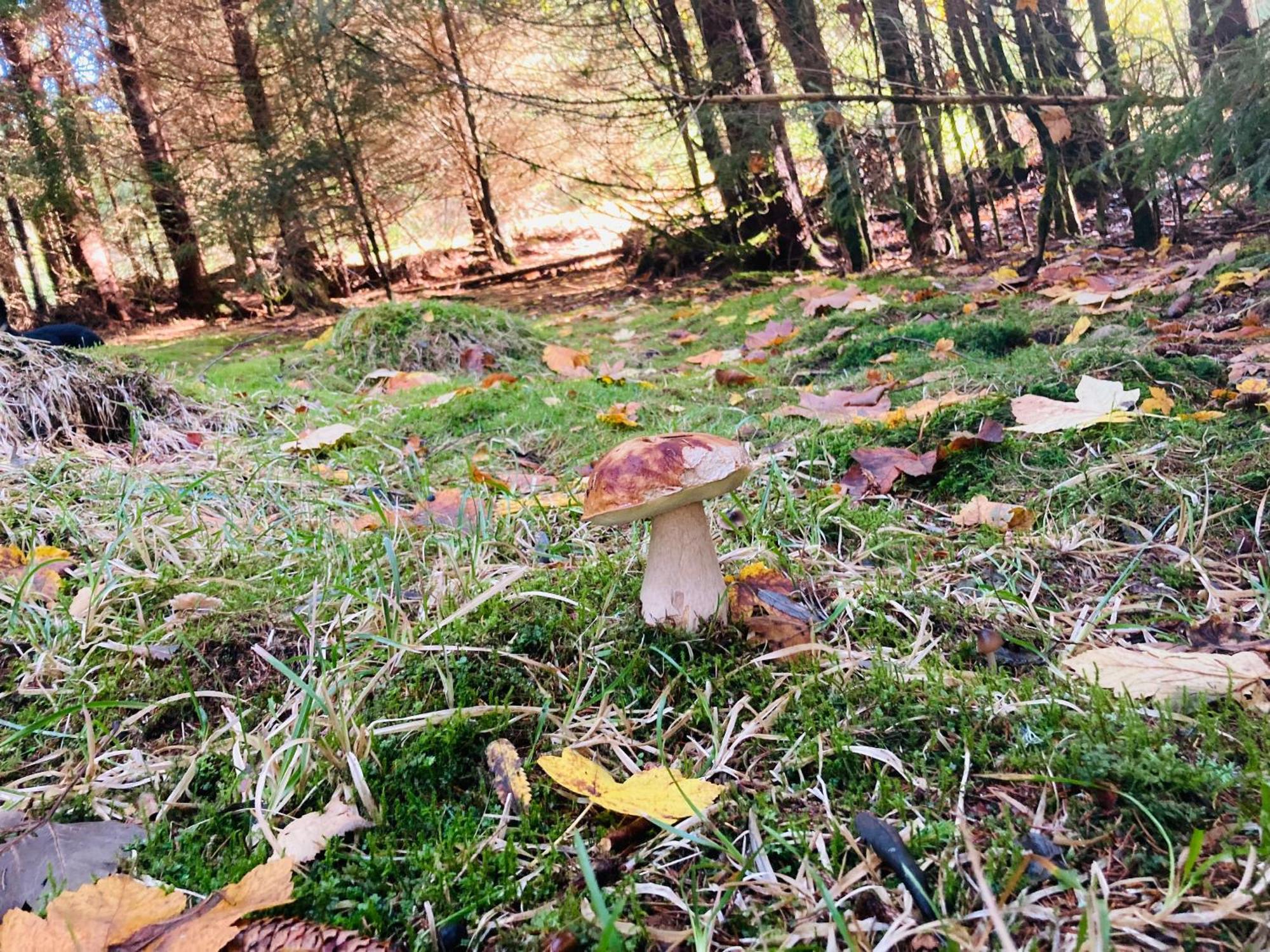Le Perchoir, Gite 7 Personnes, Le Grand Valtin Ban-sur-Meurthe-Clefcy Kültér fotó